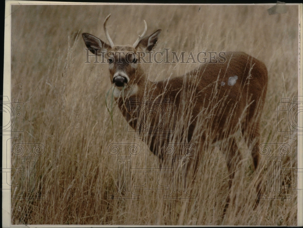 1996, Deer Michigan State Grass - RRU31269 - Historic Images