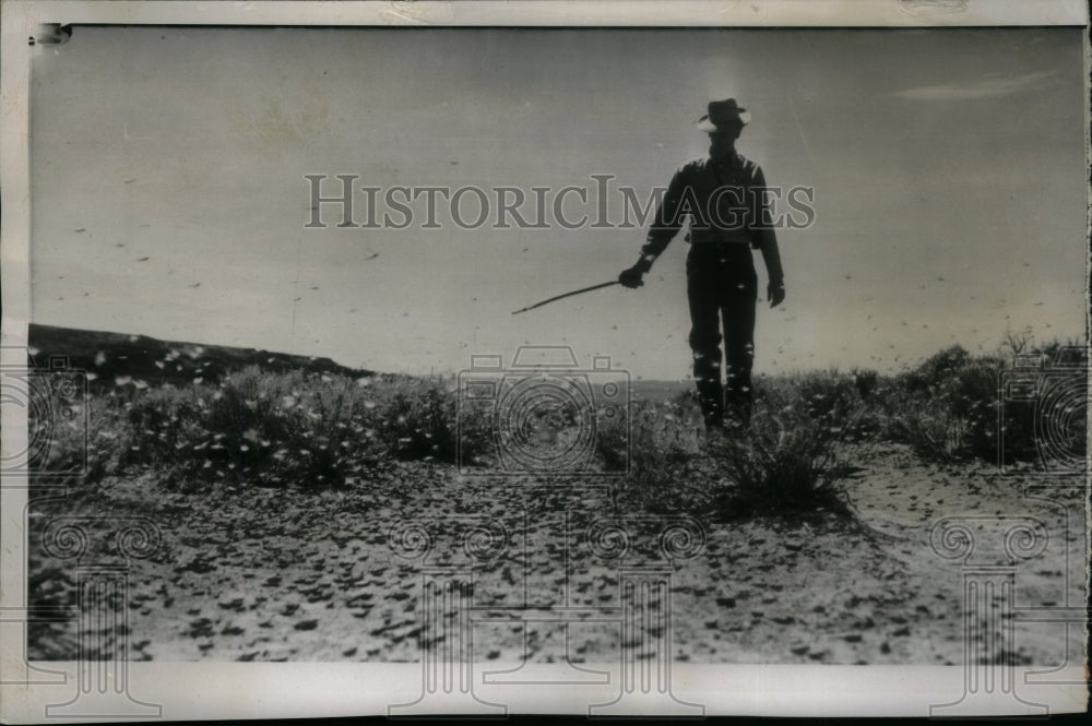 1949, Grasshoppers thick ground Agriculture - RRU32091 - Historic Images