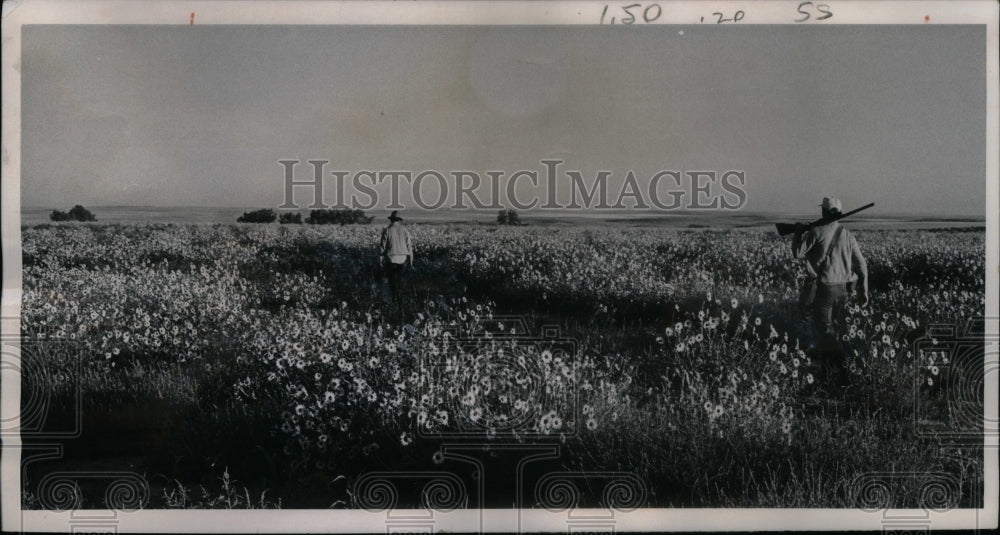 1972 Press Photo Hunting Dove Birds Sunflowers Garden - Historic Images