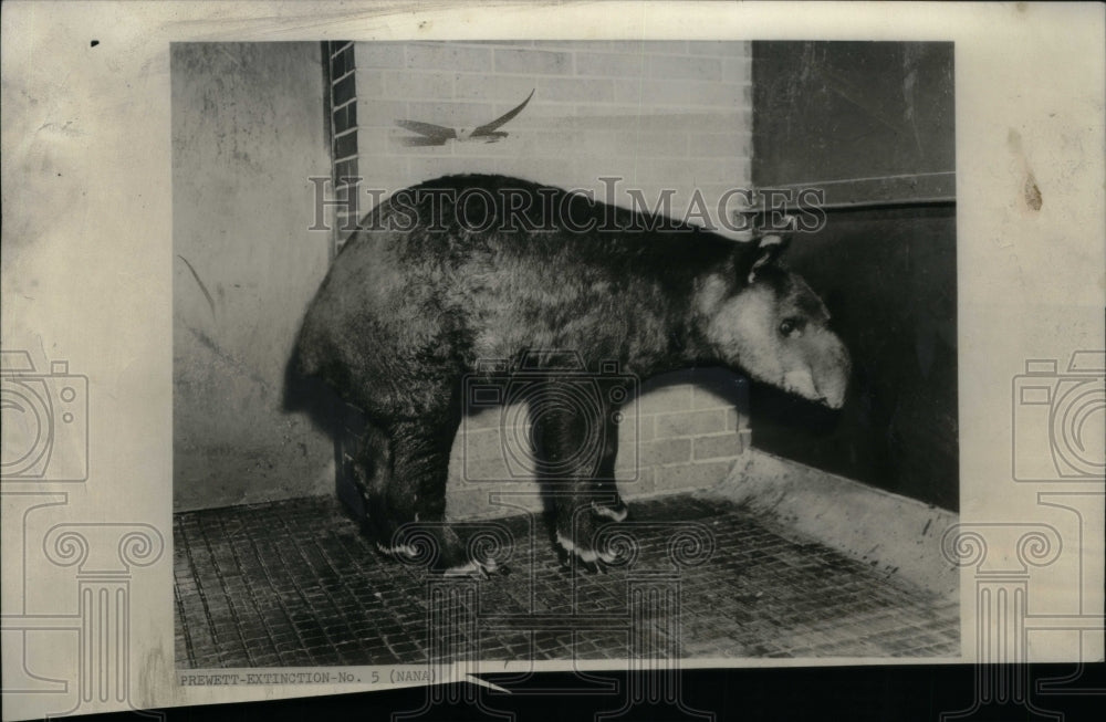 1962 Tapirs Brazilian Tapir  Malayan Tapir - Historic Images