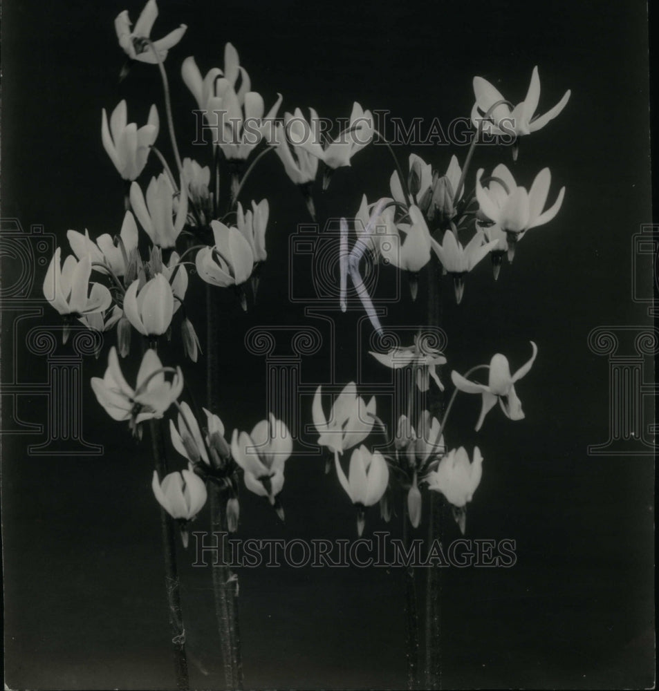 1937 Press Photo Shooting Star Dodecatheon Meadia Sprts - Historic Images