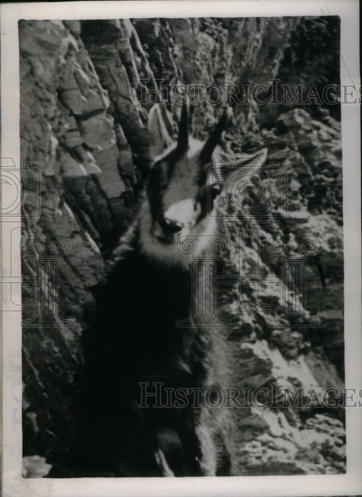 1939 Press Photo Chamois Skin Gloves Clothes Come From - RRU33193 - Historic Images