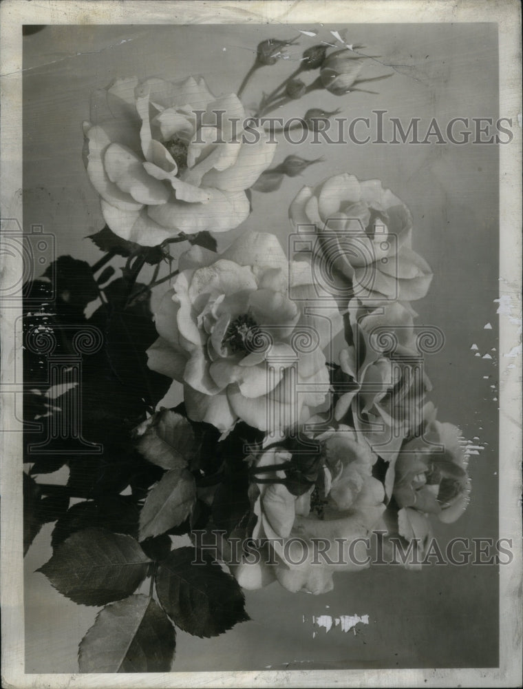 1942 Press Photo Floribunda Roses Garden Picture Dept - Historic Images