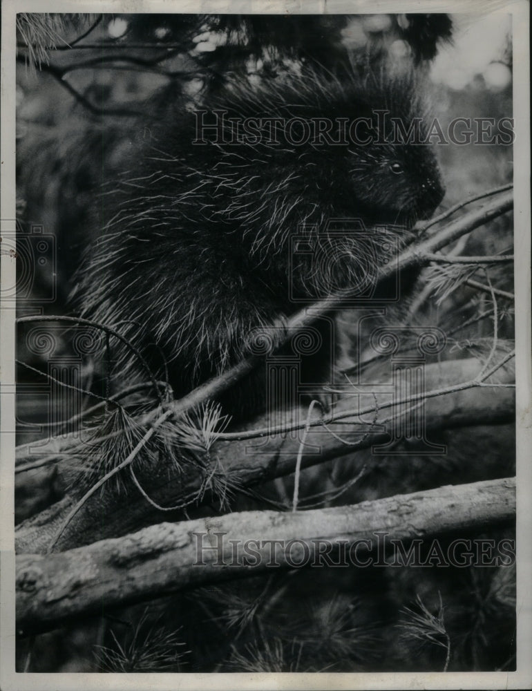 1941 Press Photo Porcupine Animal - RRU34151 - Historic Images