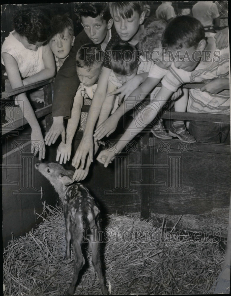 1954 Fawn Children&#39;s Zoo Lincoln Park - Historic Images