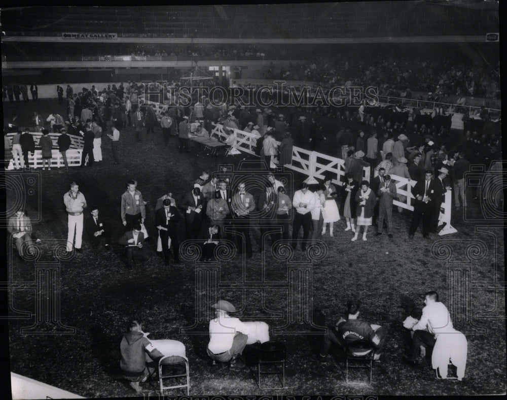 1962 Steers And Sheep Judging Stock Show - Historic Images