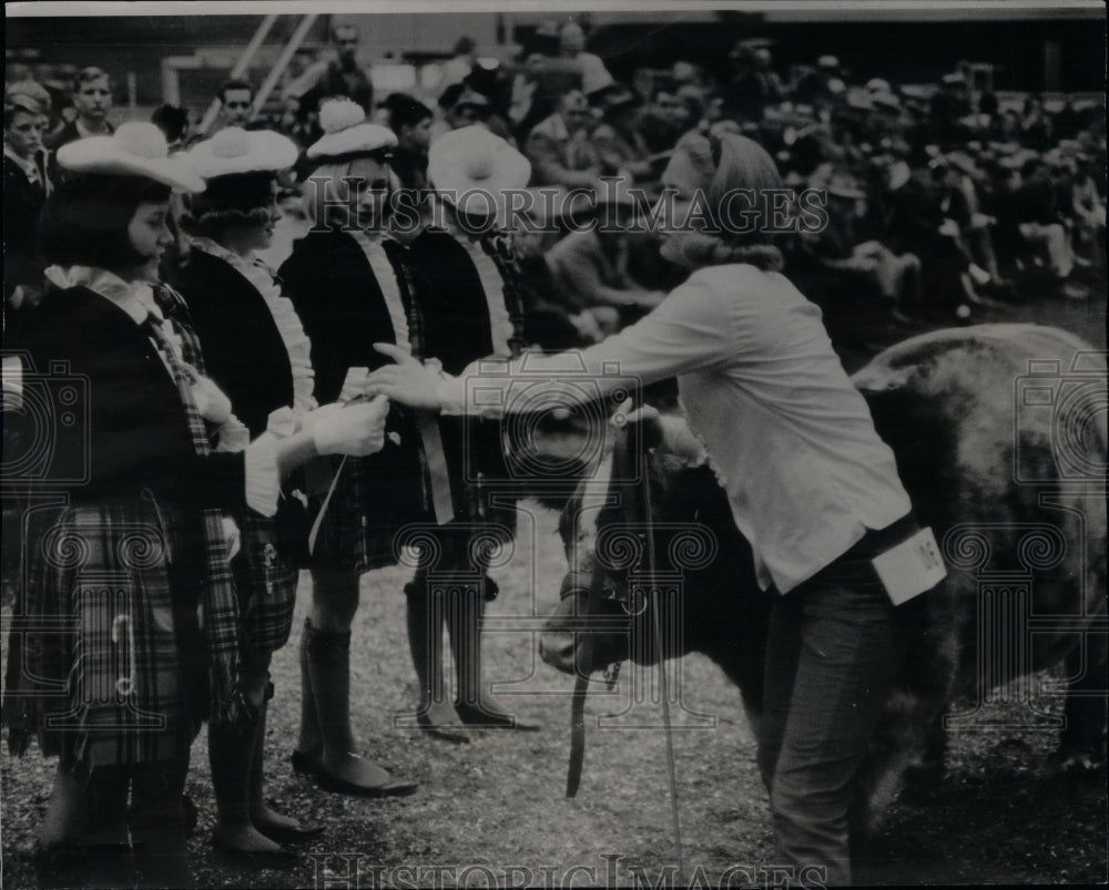 1965 Livestock Exposition Judging Yearling - Historic Images