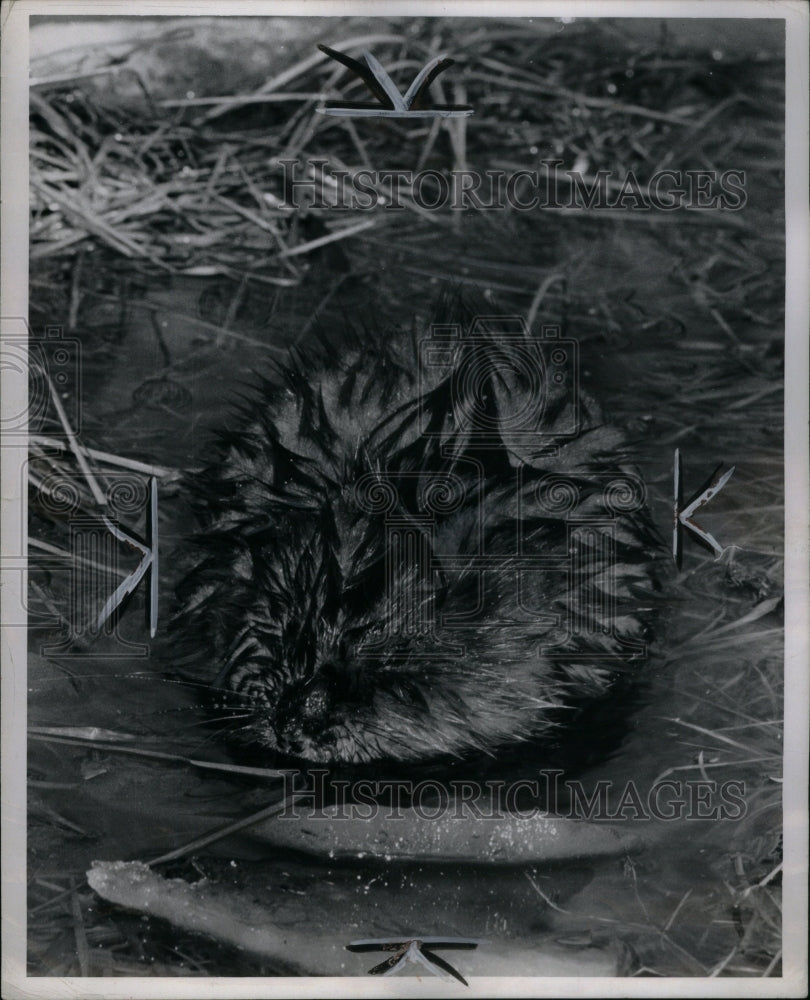 1961, Muskrat Semi Aquatic Rodent - RRU36655 - Historic Images