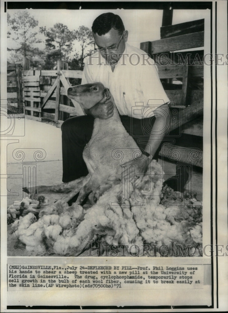 1971 Sheep Defleeced By Hand Pill Used - Historic Images