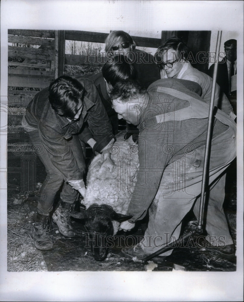 1969 Press Photo Sheep Shearer Wool Animal Fashion - RRU36961 - Historic Images