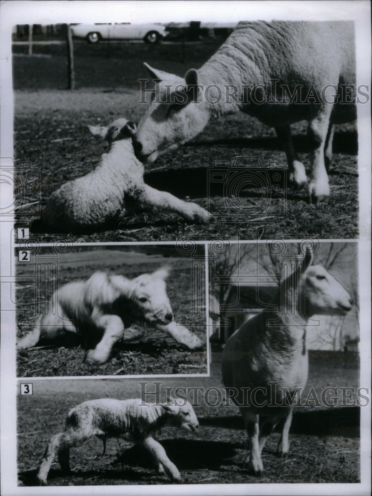 1956 Lamb First Steps babes animal elders  - Historic Images