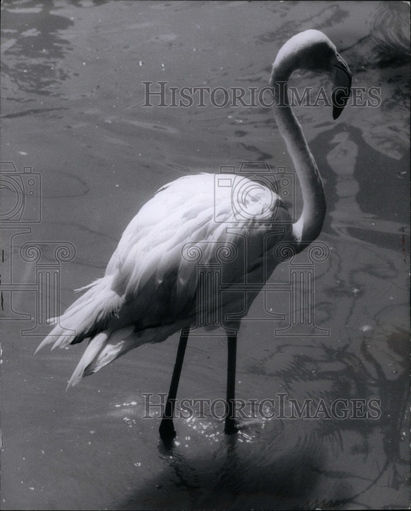 1971 Press Photo Flamingo Wading in Water - RRU37481 - Historic Images