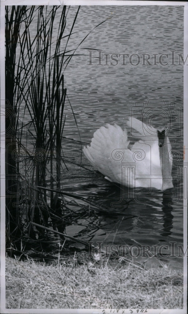 1965, Swan Beautiful White Lake Fly Wings - RRU37485 - Historic Images