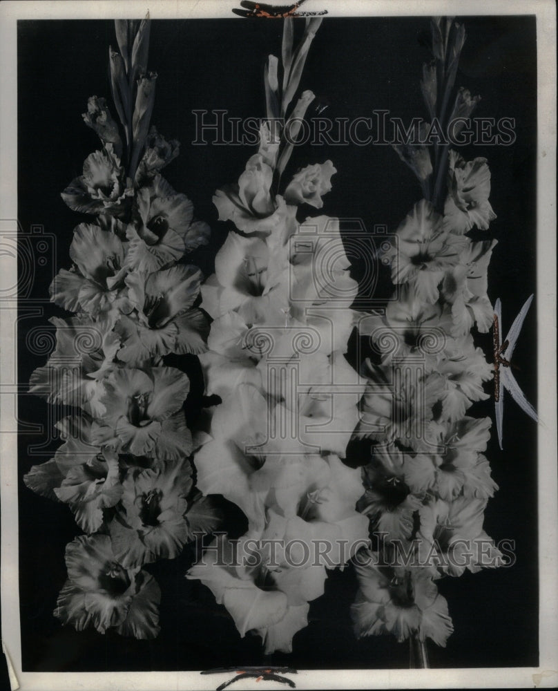 1962, Glad flower plants garden decoration - RRU37713 - Historic Images