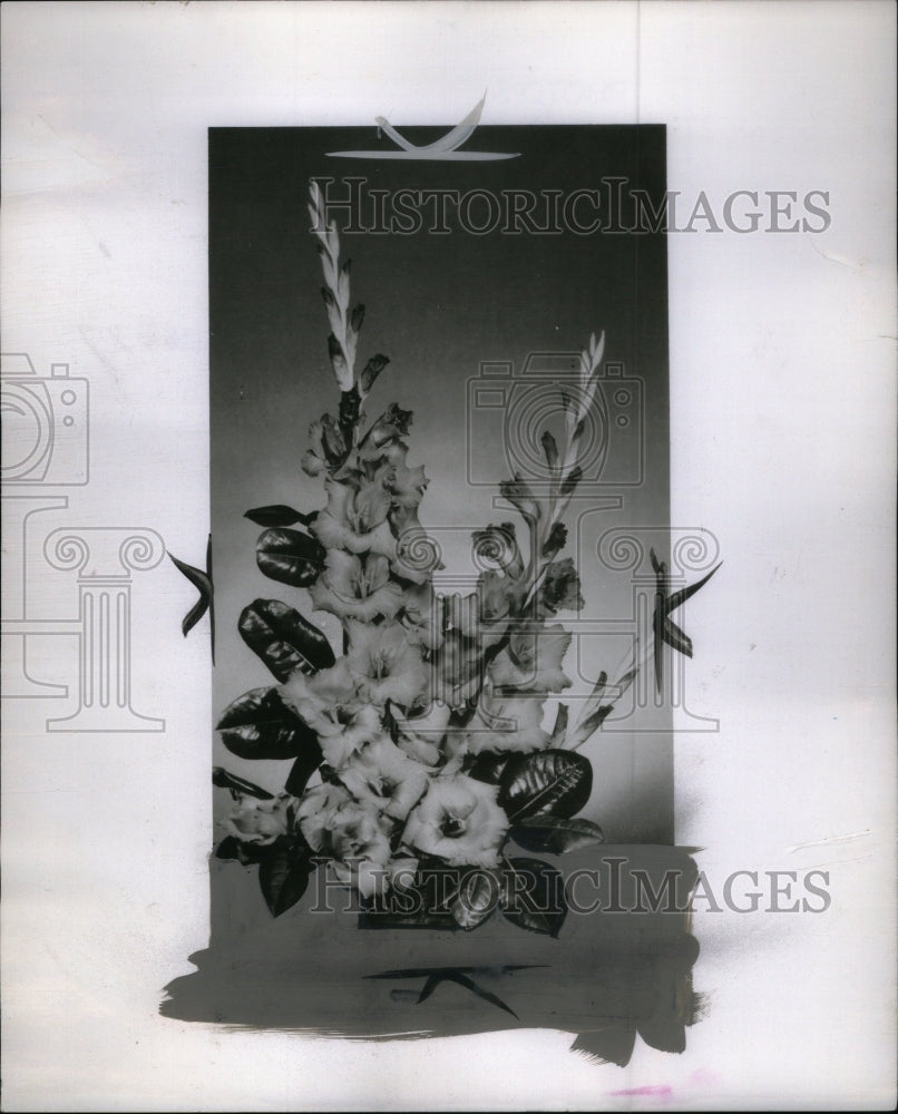 1956 Press Photo Royal Stewart Gladiolus - Historic Images