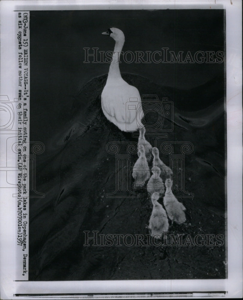 1957, Swan Birds cygnets Copenhagen swim - RRU38835 - Historic Images