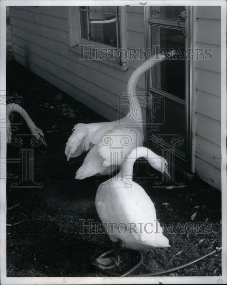 1970 Press Photo Shows Beautiful Swans Animals White - RRU38837 - Historic Images