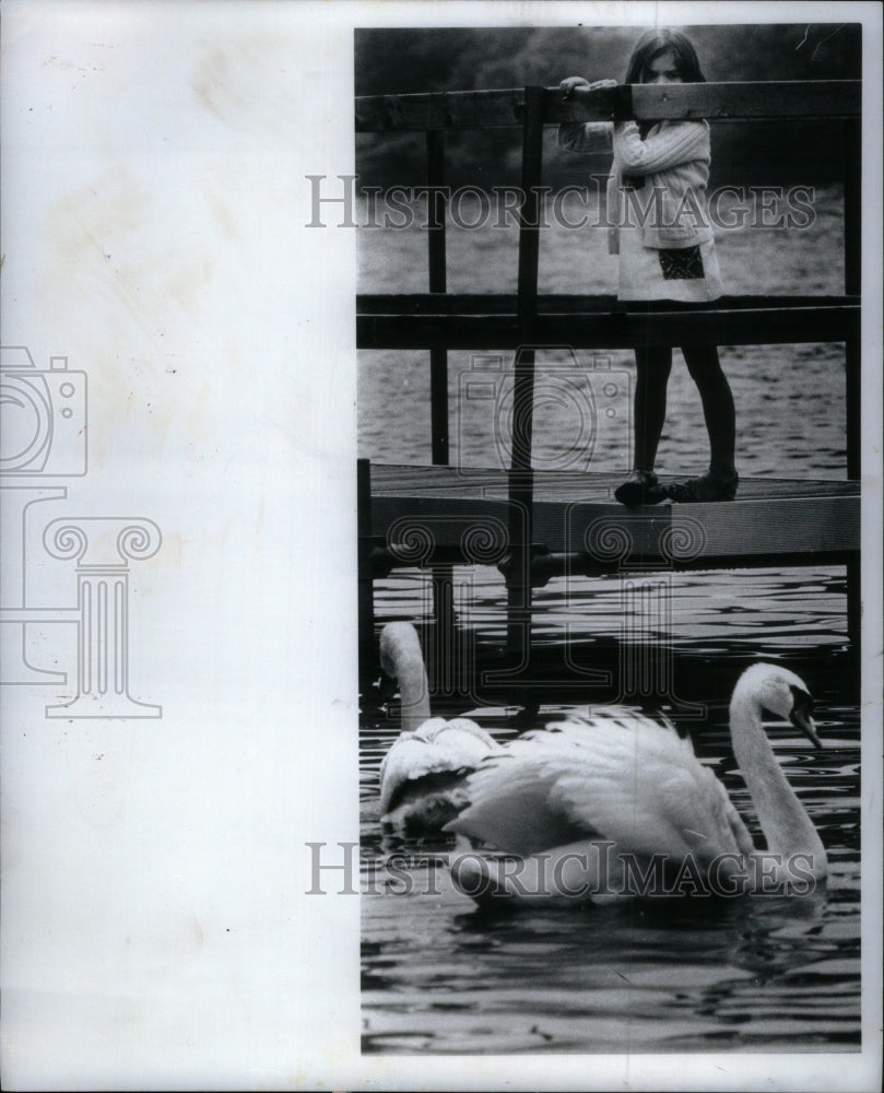 1978 Stacy Lubbin Swans Quarton lake Birds - Historic Images