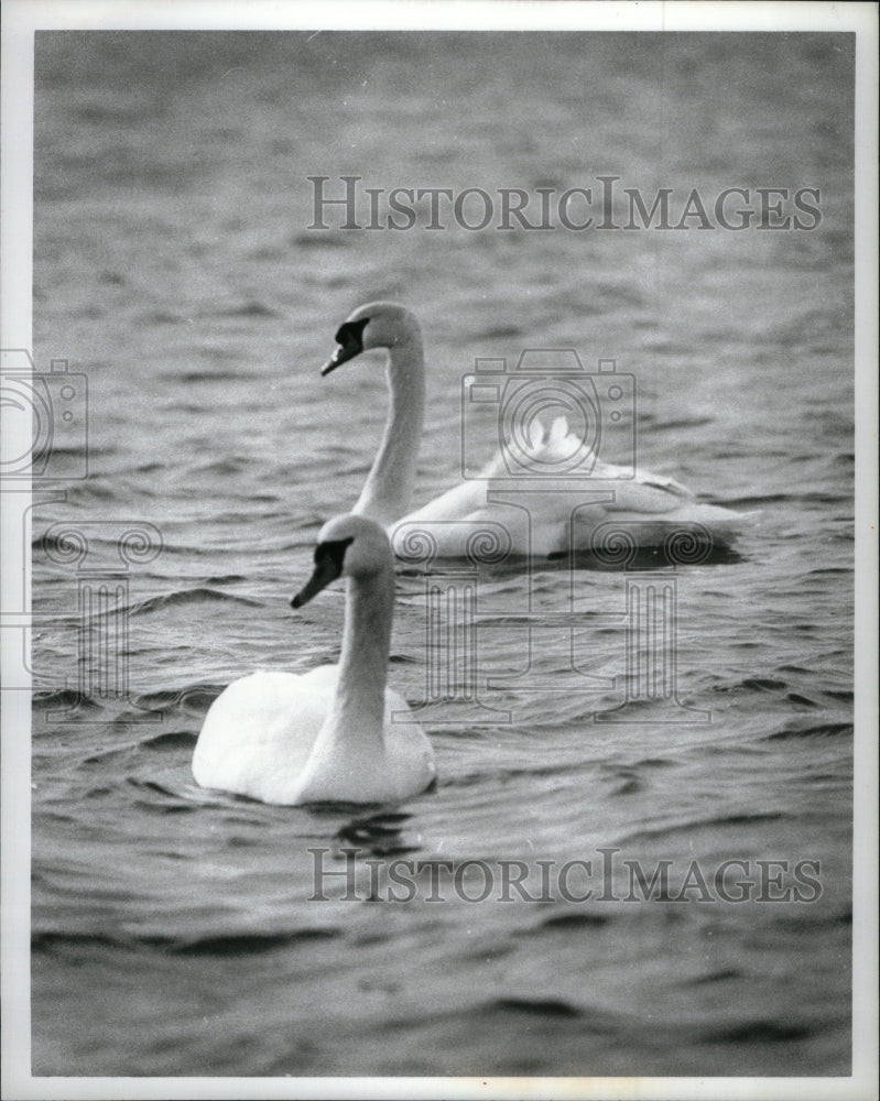 1980 Two Swans Water Belle Isle - Historic Images