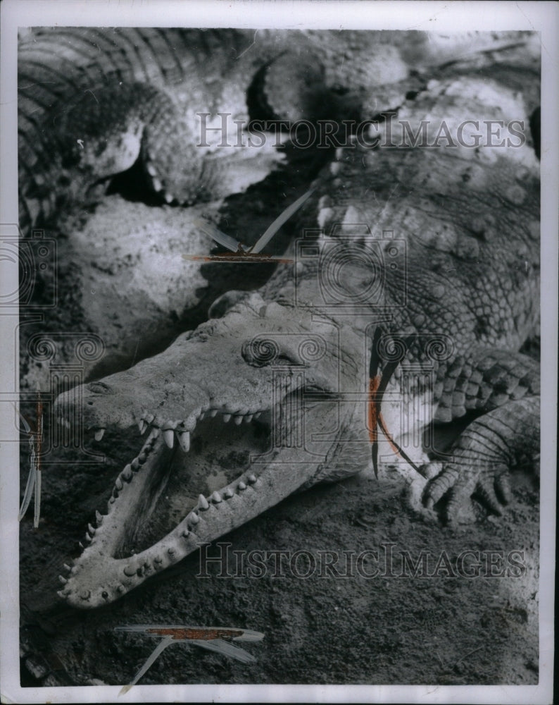 1954, Crocodile Alligator Reptiles Amphibian - RRU40705 - Historic Images