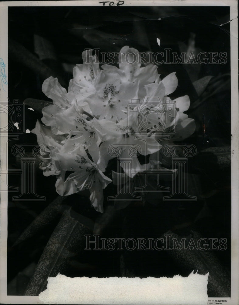 1948 Press Photo Rhododendron West Virginia Flower - Historic Images