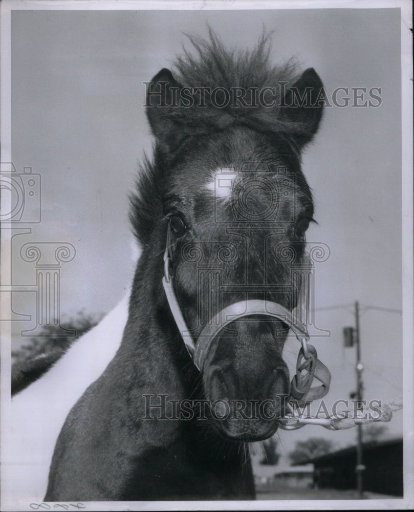 1955 Press Photo Shetland Pony Horse Animal Nature - Historic Images