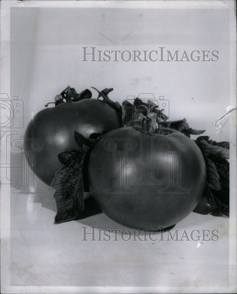 1959 Tomato Plant Edible Red Fruit Bears - Historic Images