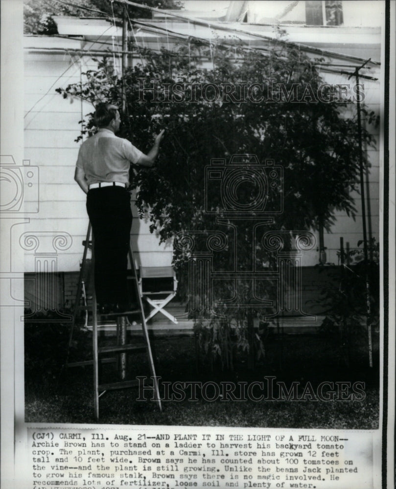 1975 Press Photo Tomato Plant Red Fruit Bear Edible - RRU41645 - Historic Images