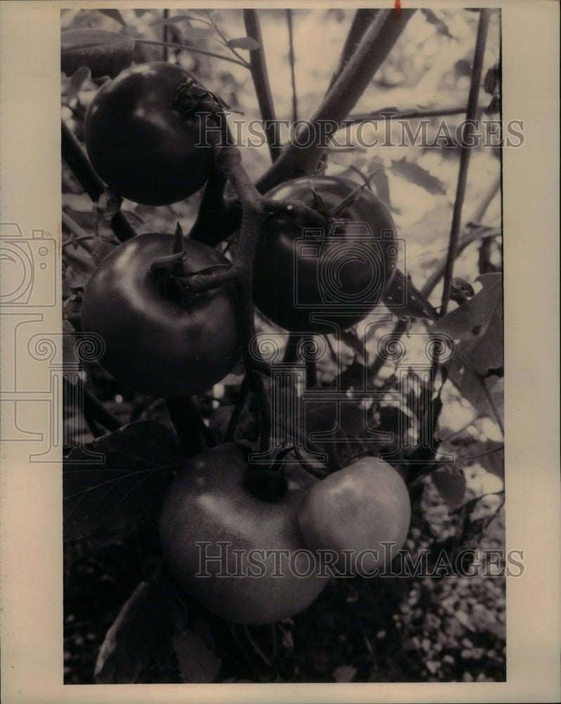 1994 Press Photo Tomato Plant Red Fruit Bear Edible - RRU41653 - Historic Images