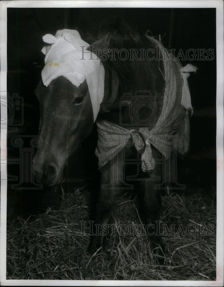 1955, Poor Pony has Hangover - RRU42243 - Historic Images