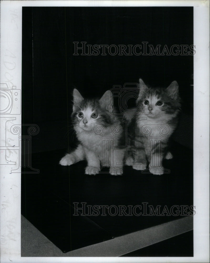 1985 Press Photo Pets Jasper and Jake 8 wk kittens - RRU42979 - Historic Images