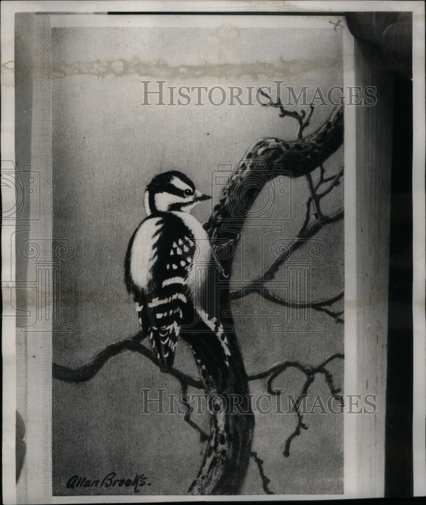 1937 Painting Woodpecker On Branch - Historic Images