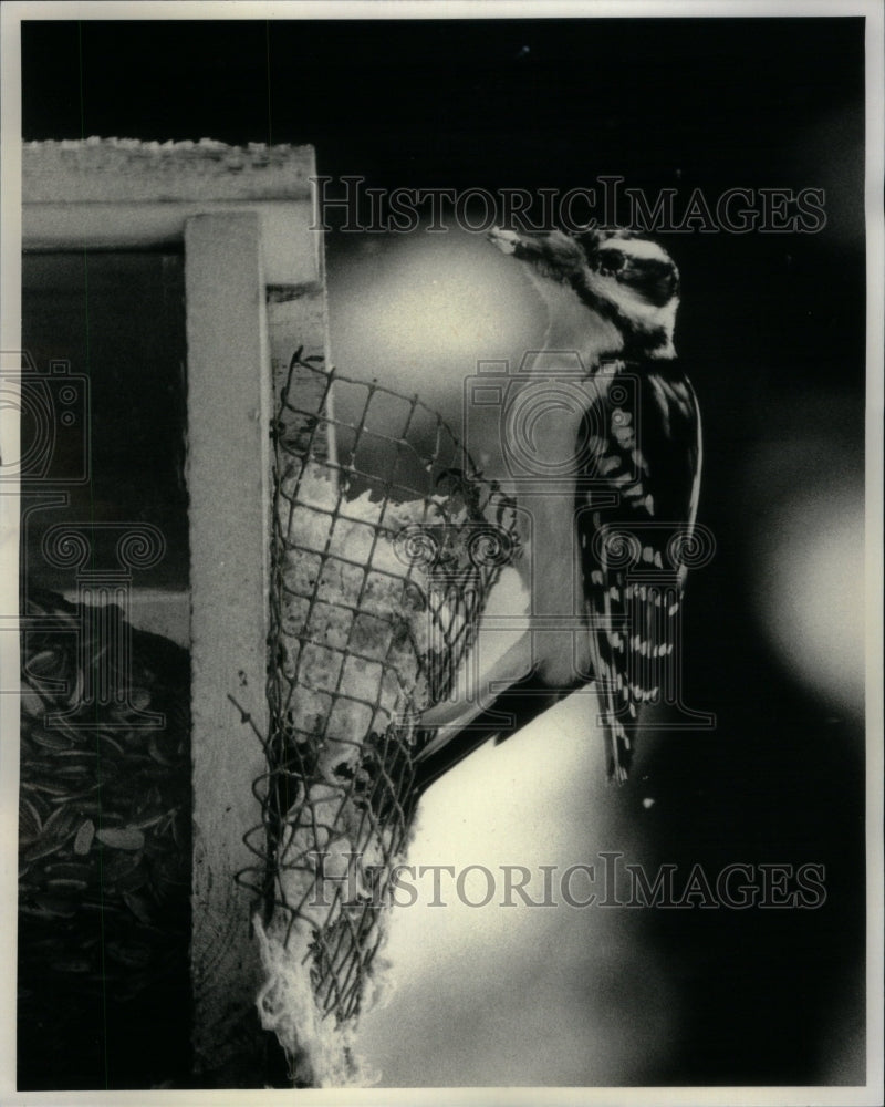 1986 Press Photo Woodpecker Bird Eating At His Nest - RRU42985 - Historic Images