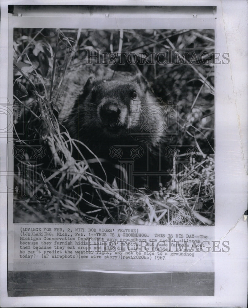 1967 Groundhog Sticking Head Out Of Ground - Historic Images