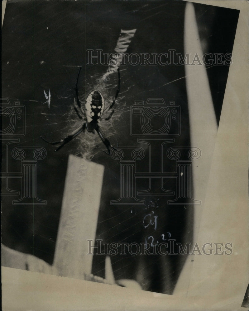 Press Photo Drawing Spider Sitting In Web - RRU43019 - Historic Images