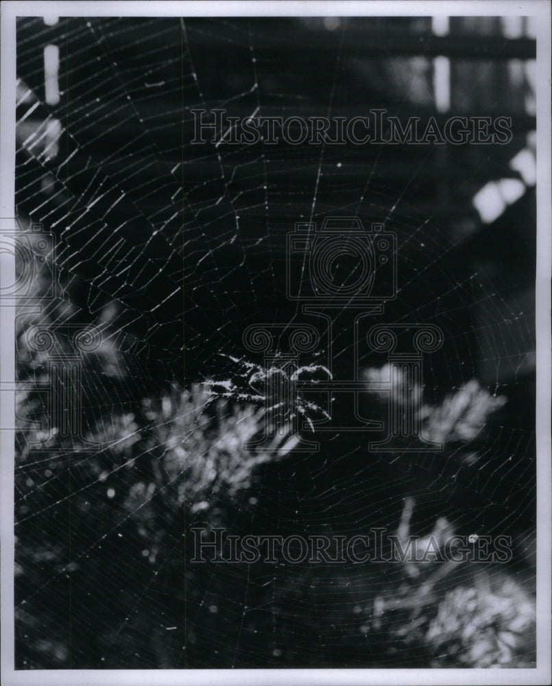 1967 Press Photo Spider Weaving Large Web - Historic Images