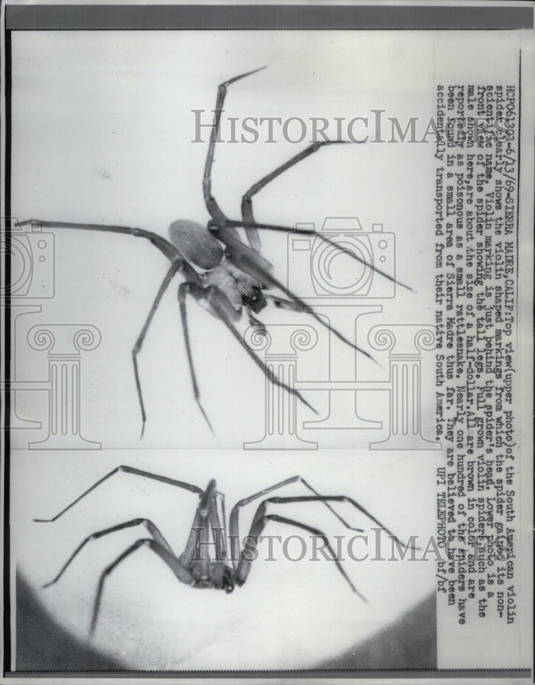 1969, South American Violin Spider Closeup - RRU43029 - Historic Images