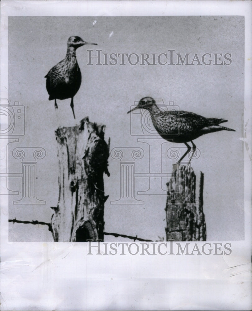 1956, Upland flover birds Baihamian sand - RRU44121 - Historic Images