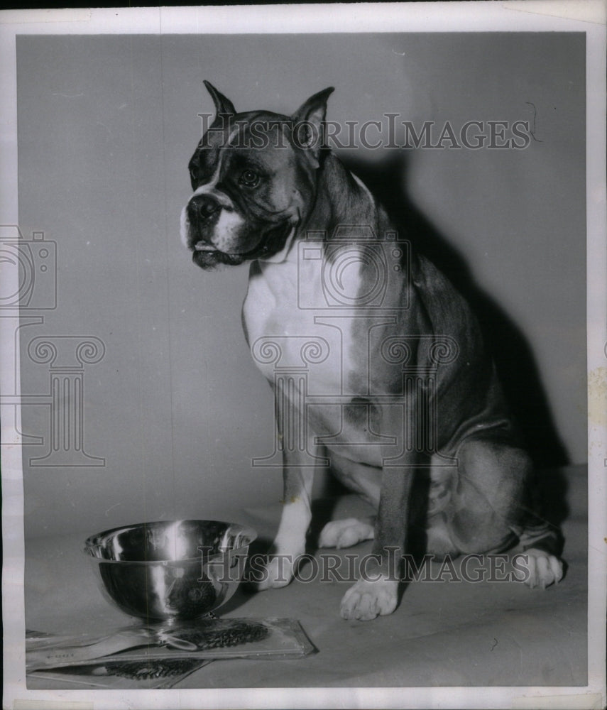 1954 Press Photo Best of Breed Fawn Boxer Westminster - RRU44399 - Historic Images