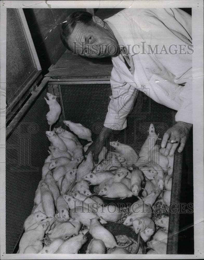 1951 DR. FRED E. D&#39;AMOUR RAT COLONY INBRED - Historic Images