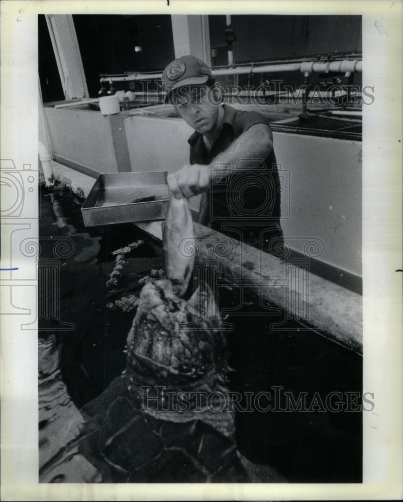 1983, Garrett Glodek Shedd Aquarium Turtle - RRU49421 - Historic Images