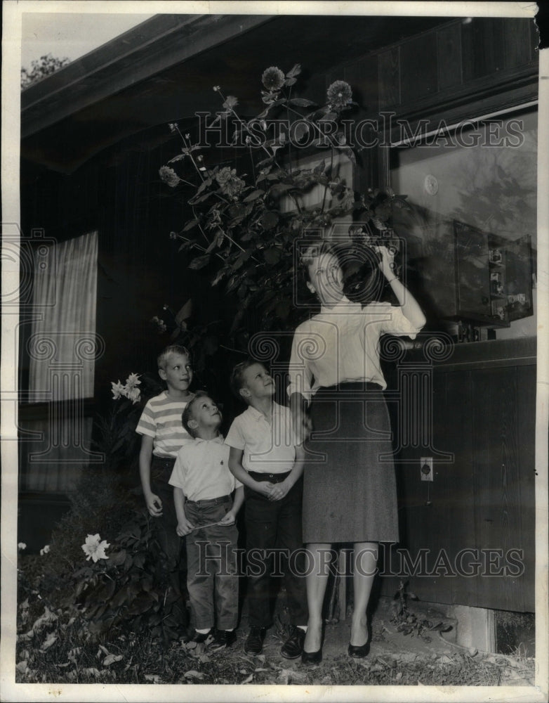 1965 Press Photo Chicago 9 Foot Dahlia Flower Backyard - Historic Images