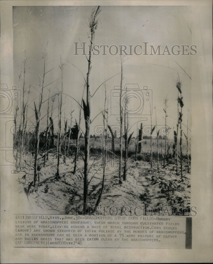 1948, Corn Crop Stalks Grasshopper Plague - RRU50267 - Historic Images