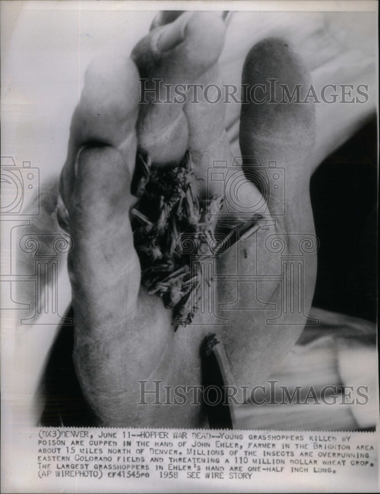 1958, Farmer John Ehler Dead Grasshoppers - RRU50269 - Historic Images