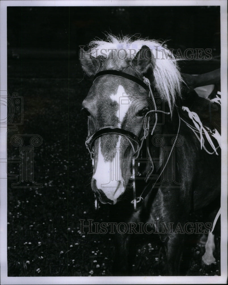 1966, Belle Isle Zoo Domino Thomas Brighton - RRU52099 - Historic Images