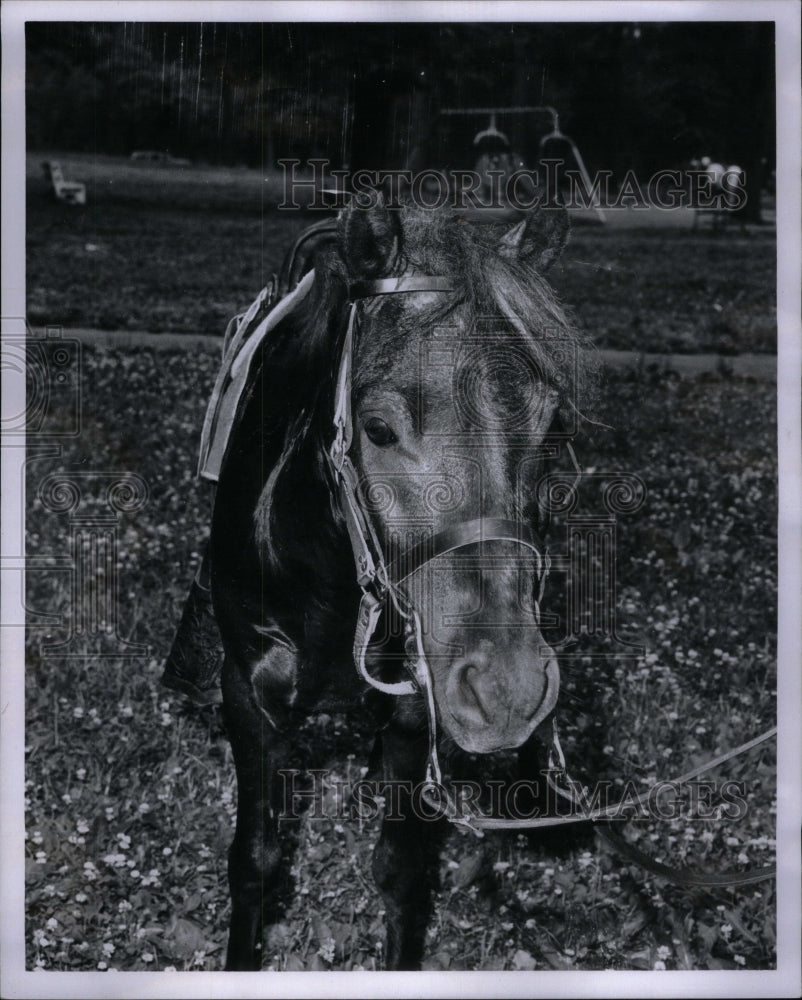 1966, Horse Jim Kervin Picture Julie Costa - RRU52101 - Historic Images