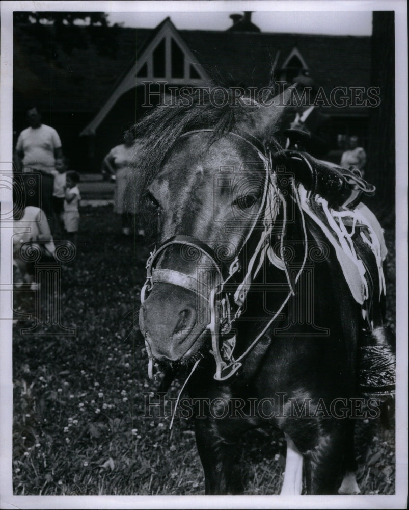 1966 Pony Animal Horse Detroit Zoo - RRU52103 - Historic Images