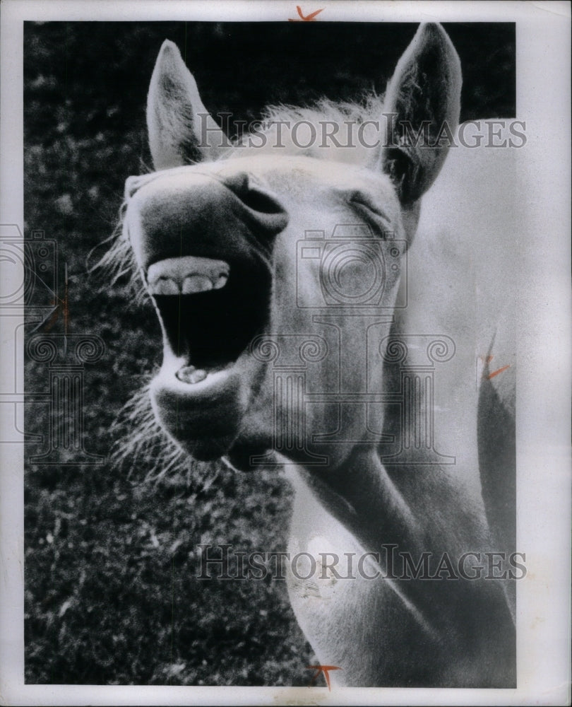 1963 Press Photo Horse - Historic Images