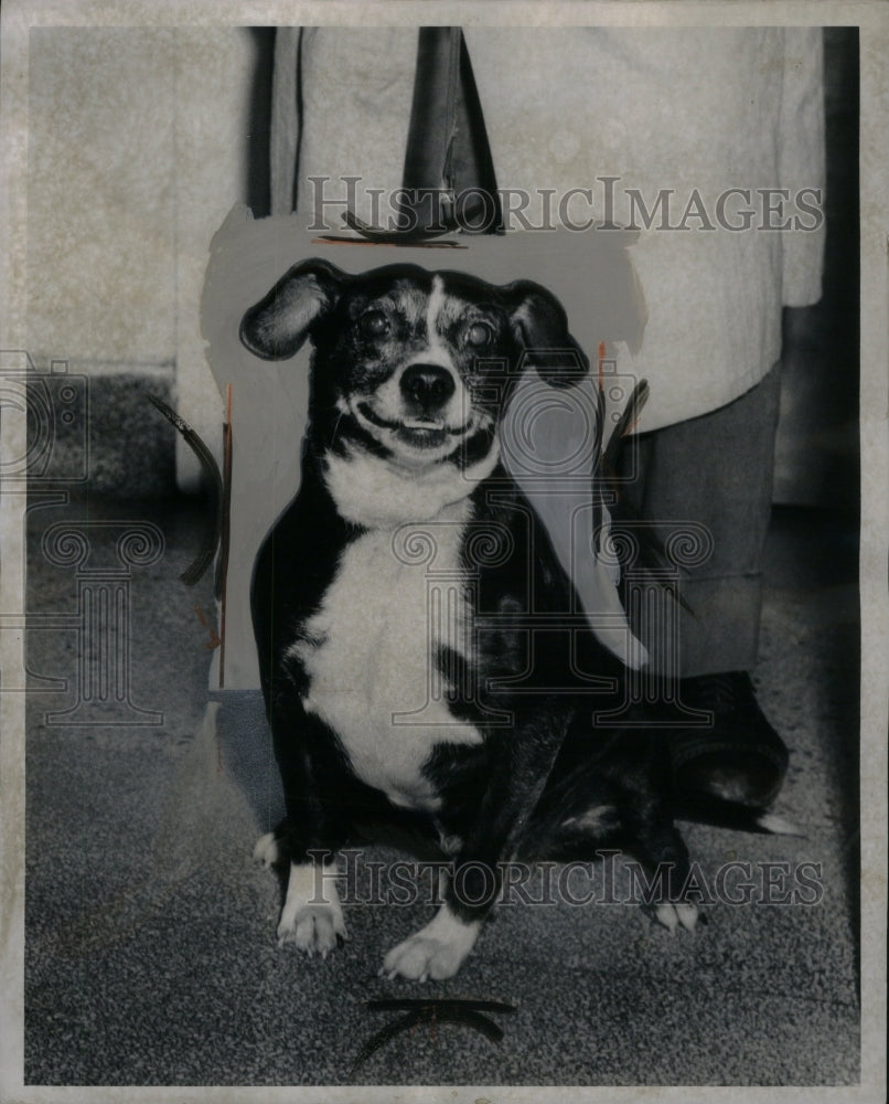 1963 Press Photo Herbert Jameson Detroit Policeman Dog - Historic Images