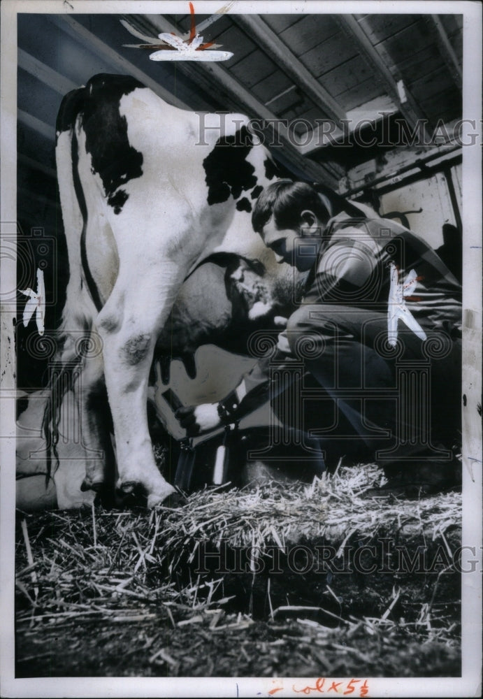 1972, Man Dairy Milk Cow Farm Grass - RRU54905 - Historic Images